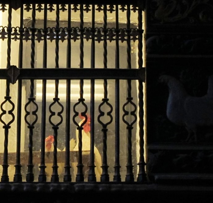 Gallinas Gallos Catedral Santo Domingo De La Calzada