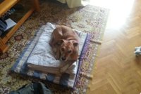 La Asociación Nacional para la Protección y el Bienestar Animal pide una cuarentena para 'Excálibur'