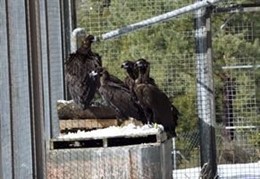 Buitres negros en las instalaciones de Boumort