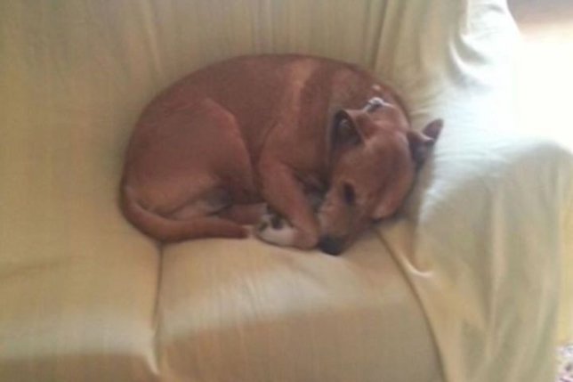 Famosos apoyan a Excálibur, el 