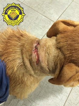 Perro herido por una cadena metálica