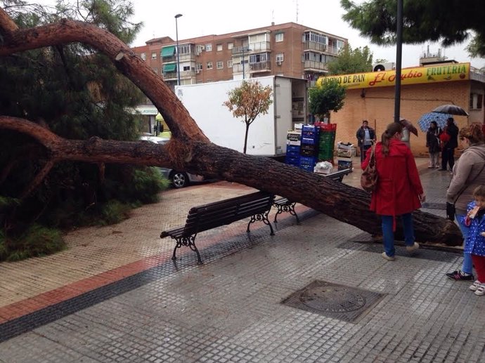 Pino en Leganés caído