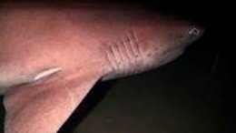 Tiburones de profundidad: Cañabota (Hexanchus griseus)