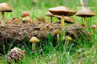 'Tuit Quedada Micológica' reunirá en Gredos el 18 y 19 de octubre a blogueros y aficionados a la micología de toda CyL