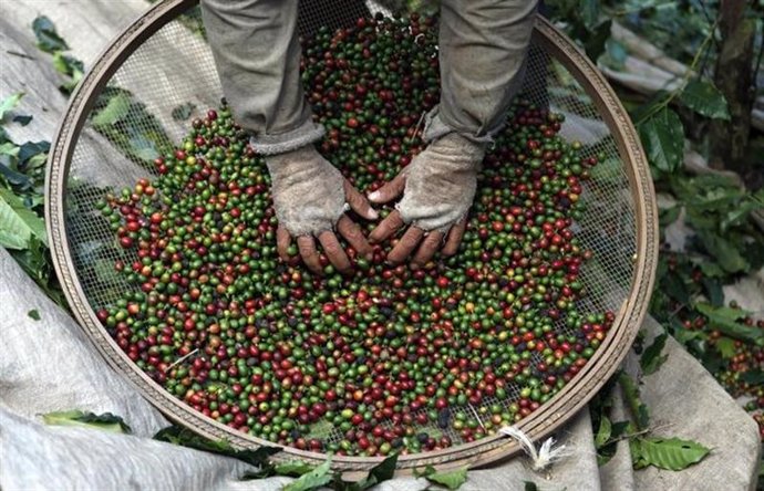  trabajador escoge granos de plantas de café durante la cosecha