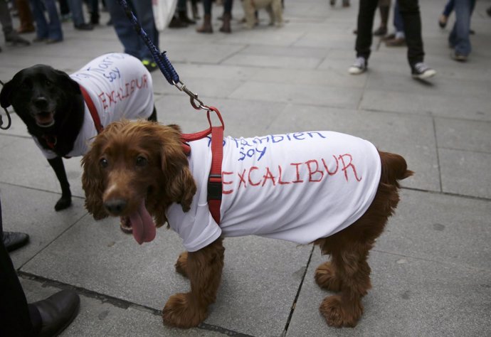 Perros con camisetas en apoyo de Excalibur
