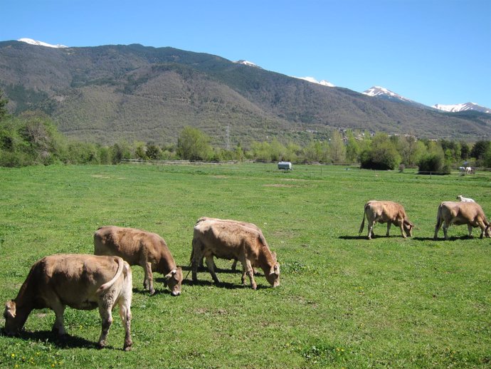 Vacas en un campo en Biescas