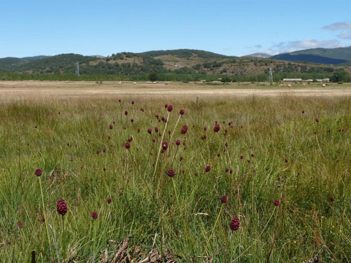 Campo en Quintanaluengos (Palencia)