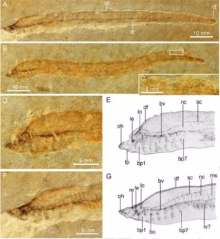 Larvas de lamprea