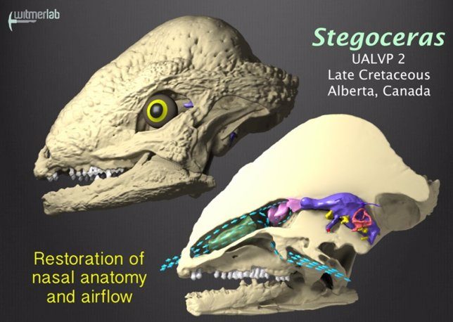 Stegoceras