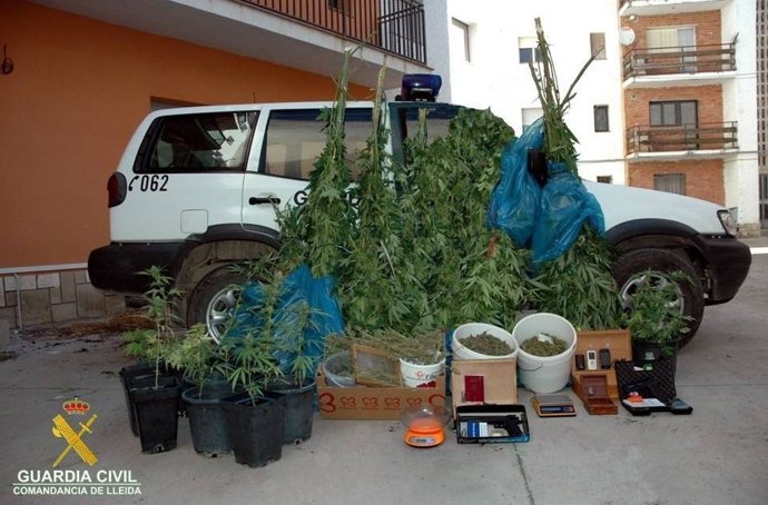 Plantación de marihuana
