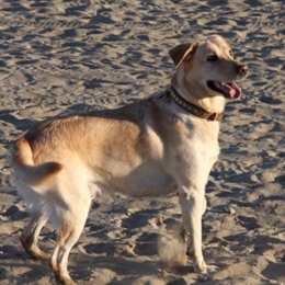 Perro, labrador, mascota