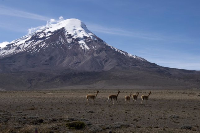 Llamas graze with Ecuador's Mount Chimborazo in the background