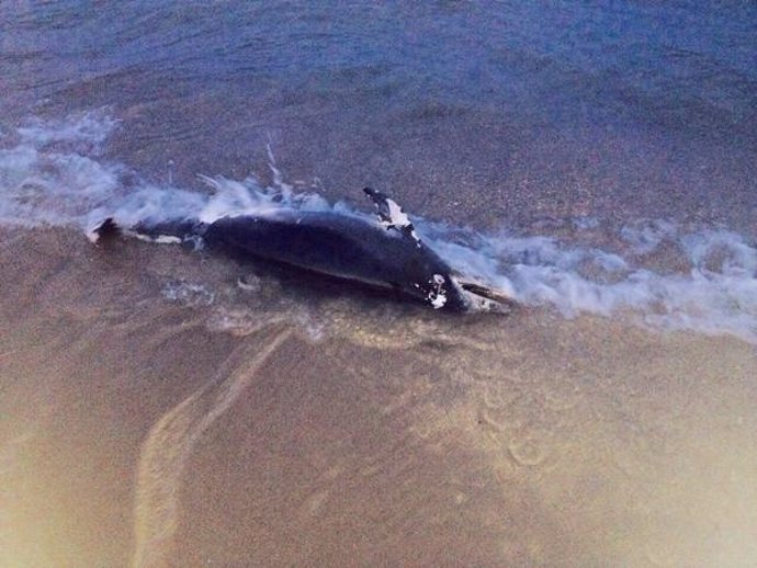 Delfín encontrado muerto en la playa de El Saler 