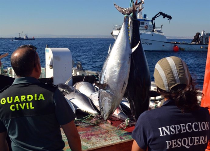 Guardia Civil e inspectores del MAGRAMA decomisan siete toneladas de atún rojo 