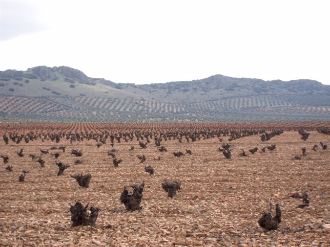 Campo, viña, cosecha, agricultura, cepa, vino