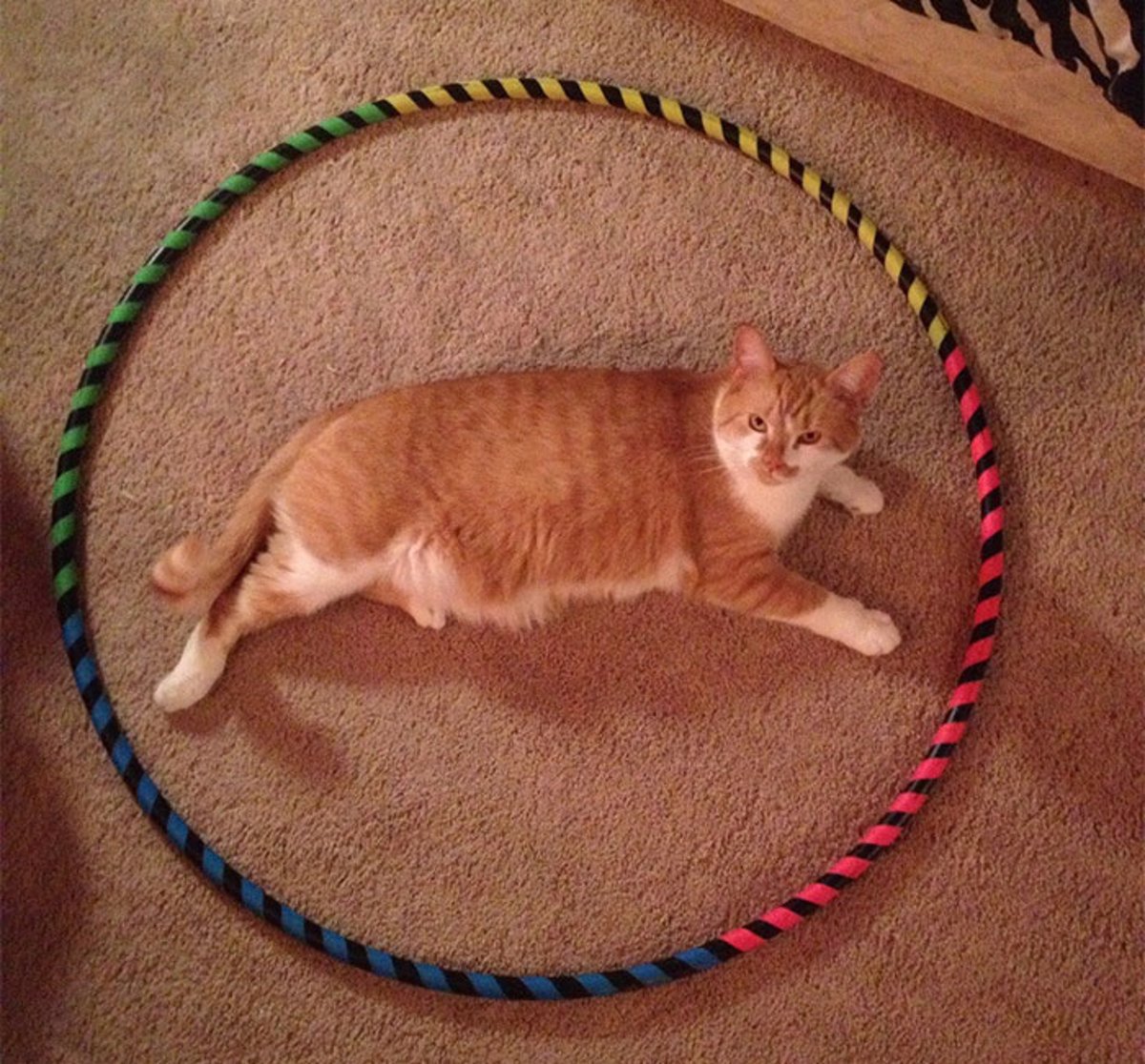 Пытаемся поймать кота. Кот в круге. Кот с обручем. Кошачий круг. Кот на веревке.