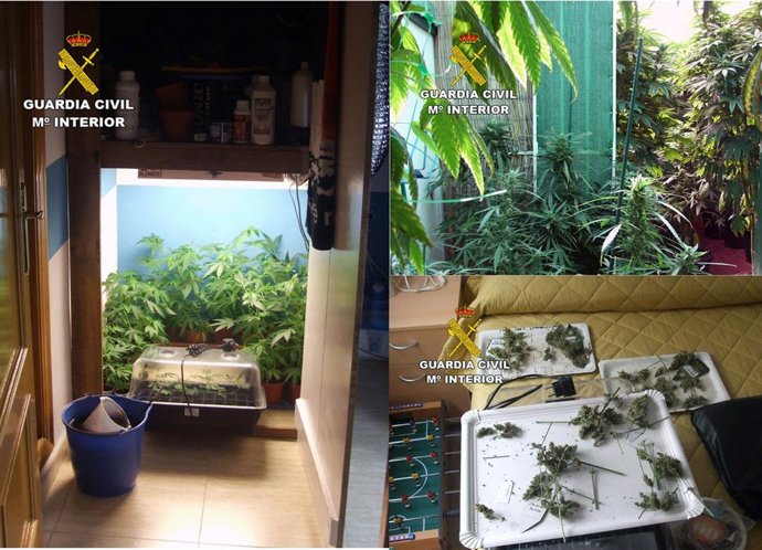 La Guardia Civil desmantela un invernadero intensivo de marihuana en Pliego