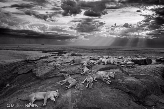 Michael ‘Nick’ Nichols/Wildlife Photographer of the Year