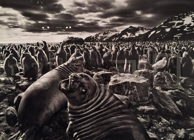 Fotografía de Sebastião Salgado en la exposición CaixaForum