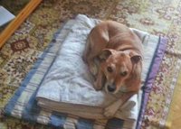 Parlamentarios animalistas preguntan al Gobierno si se revocó el permiso para incinerar a Excalibur