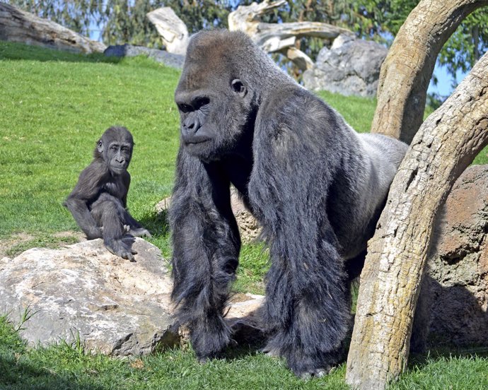 El gorila Ebo con su padre