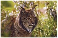 Muere un  lince al recibir un disparo accidental