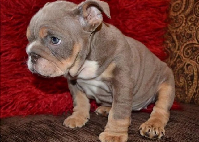 El bulldog inglés de color 'lila' valorado en 20.000 euros, ¡robado!  