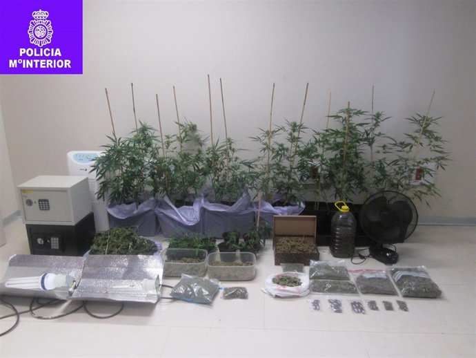 Plantas de marihuana y efectos intervenidos a los detenidos