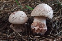 Mercasetas' ofrecerá productos micológicos frescos, "sostenibles y de calidad"