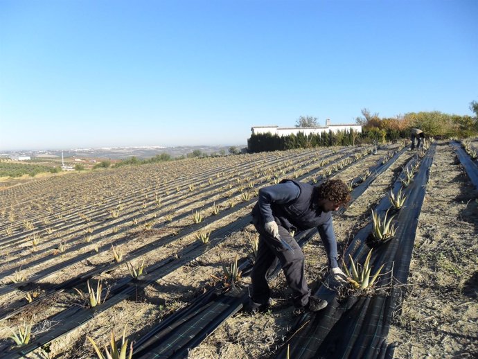 Plantación de Aloe Vera en Aguilar de la Frontera (Córdoba)