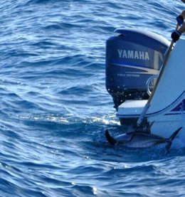 Pescadores deportivos capturan un atún en la Bahía de Algeciras
