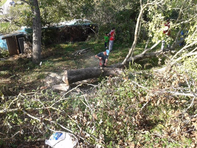 Tala de árboles ilegal en una finca en Villaescusa
