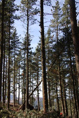 Pinuetako bat bota duten unea