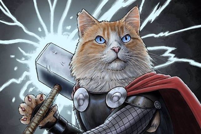 Thor gato