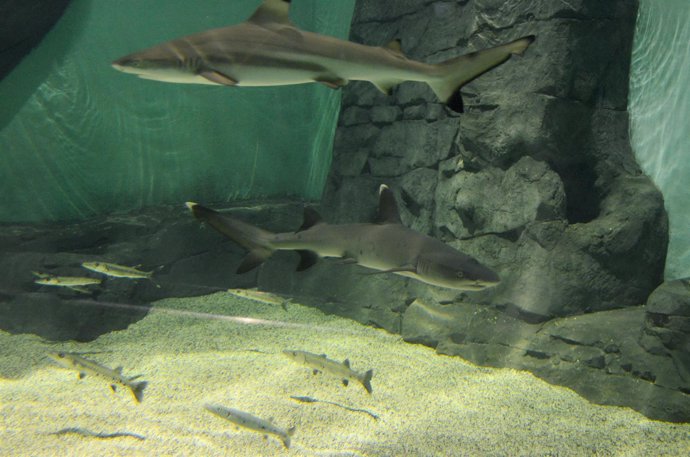 Tiburones puntas negras y blancas en el Acuario de Sevilla