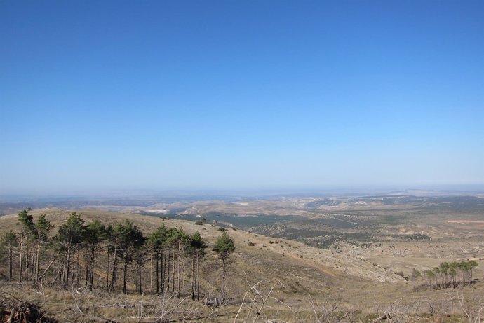 Reforestación Cuencas Mineras de Teruel