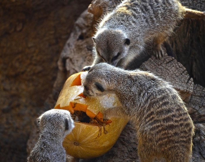 Halloween en Bioparc