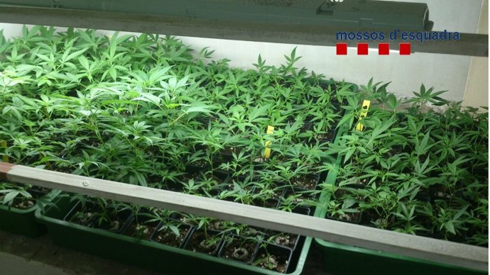 Plantas de marihuana incautadas en Sabadell