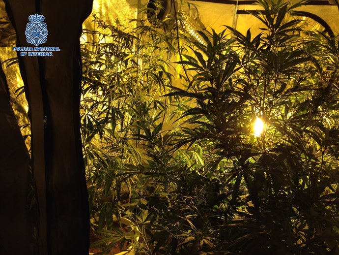 Las plantas de marihuana encontradas por la Policía Nacional