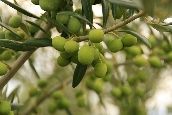 Aceitunas empleadas en la elaboración de aceite de oliva.