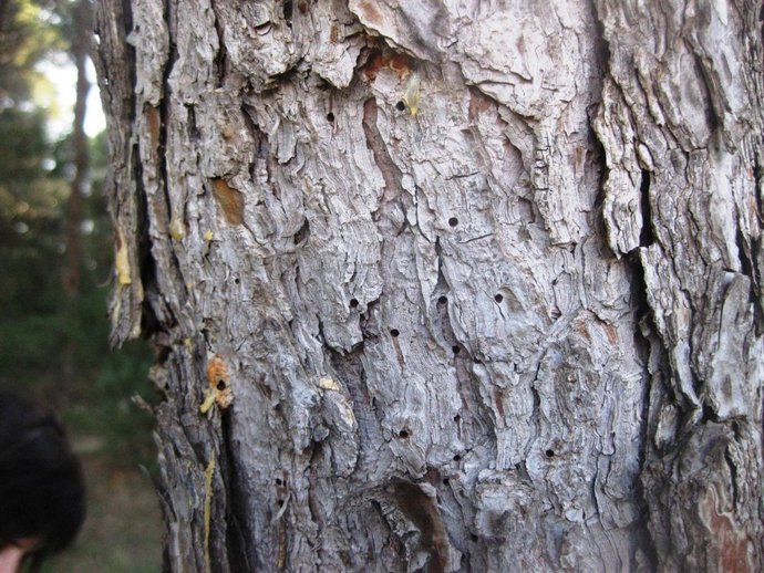 Pino afectado por la plaga de Tomicus