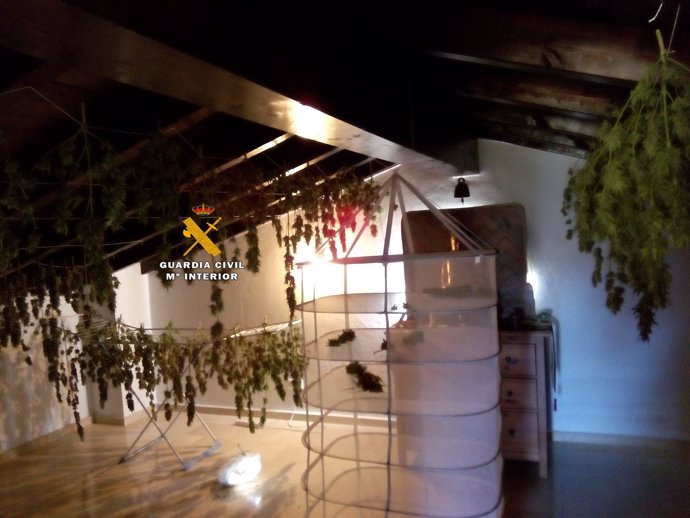 Plantación de marihuana en una vivienda de Coín