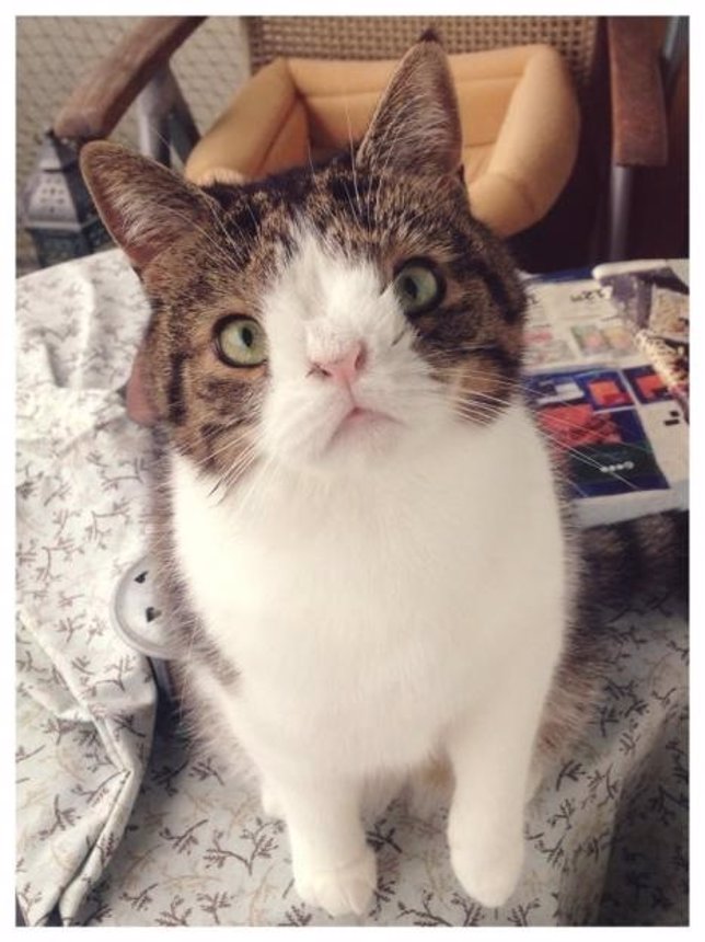 Monty, el gato sin puente nasal que enamora