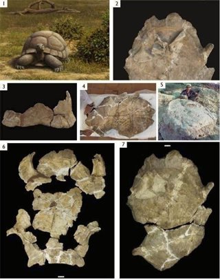 Nueva tortuga gigante descrita en el MNCN