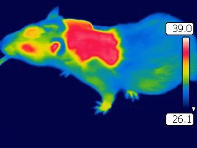 Imagen térmica de una rata