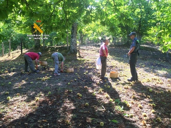 Recogida de castañas agricultores presencia guardia civil detección control 