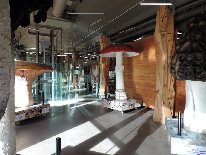 Jornadas de identificación de setas en la Fudnación Caja de Burgos