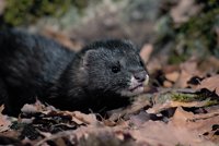 Solicitan a Correos la emisión de un sello del visón europeo en La Rioja