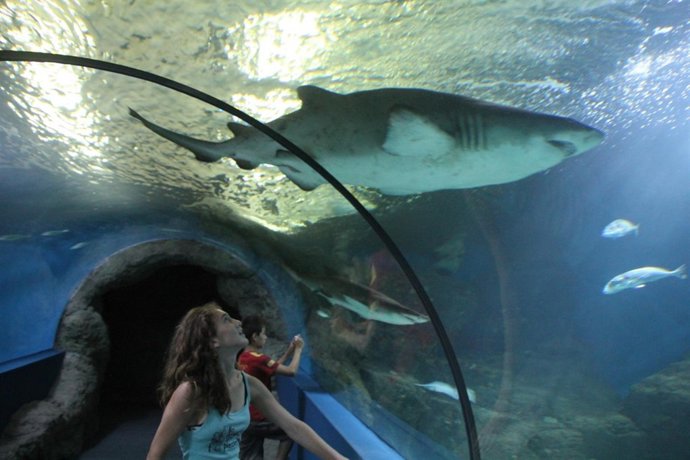Tiburón en el Acuario de Almuñécar